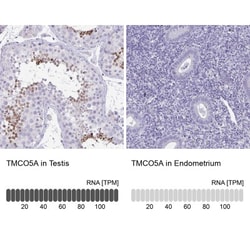 TMCO5 Antibody, Novus Biologicals:Antibodies:Primary Antibodies